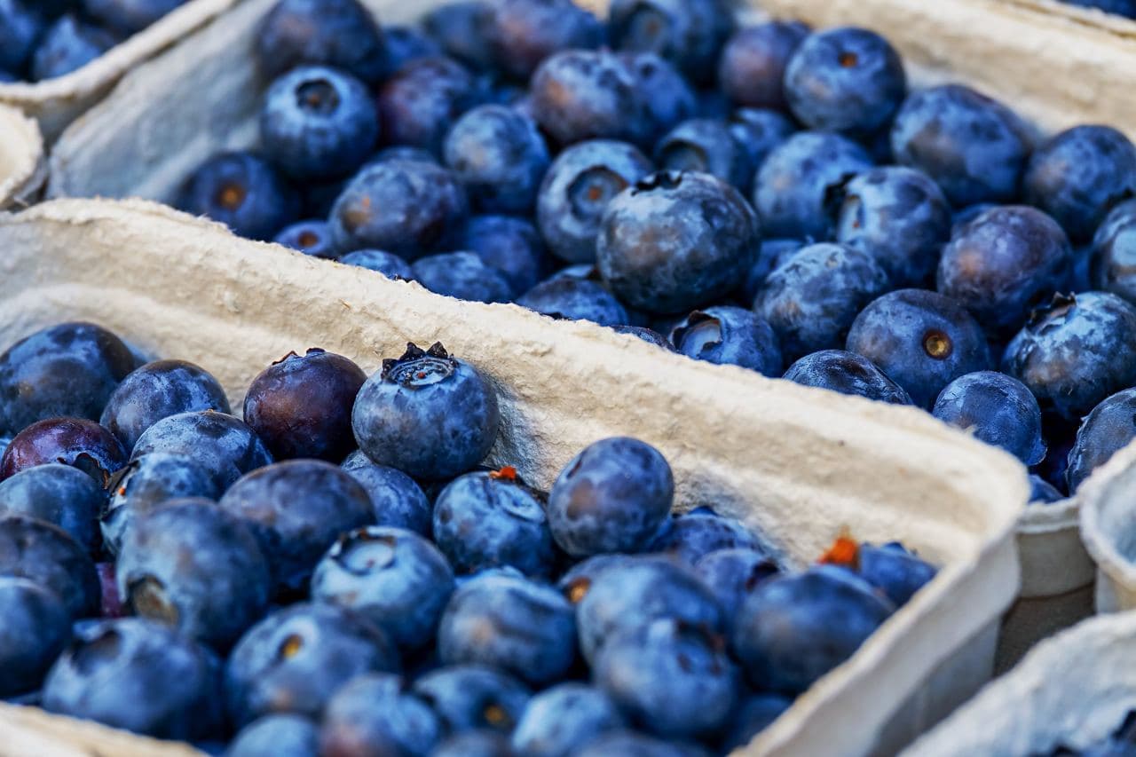 Prospects for growing blueberries in the world and in Ukraine